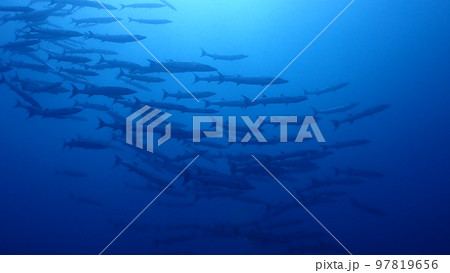 バラクーダ(オニカマス)の群れ バラクーダ(オニカマス)の群れ 97819656