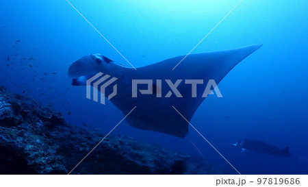 ナンヨウマンタ ナンヨウマンタ 97819686