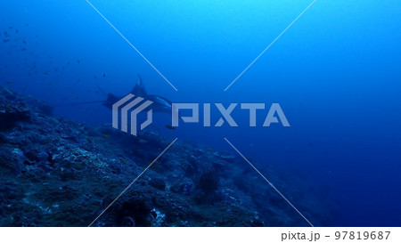 ナンヨウマンタ ナンヨウマンタ 97819687