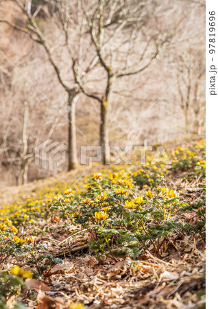 福寿草の群生 塩尻市 福寿草の群生 塩尻市 97819696