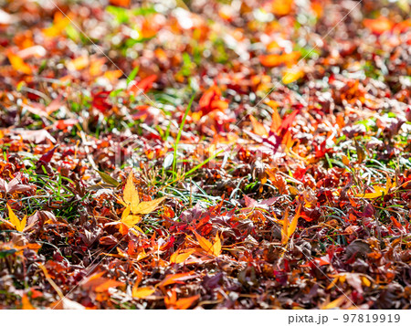 秋の美しい景色 散ってもなお美しい紅葉の絨毯 秋の美しい景色 散ってもなお美しい紅葉の絨毯 97819919
