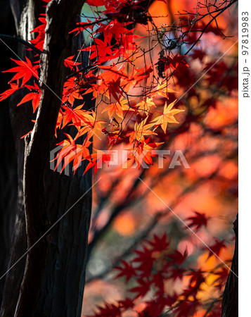 秋の景色 色とりどりの美しい紅葉 秋の景色 色とりどりの美しい紅葉 97819983