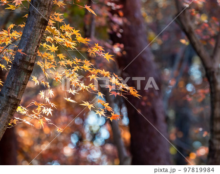 秋の景色 色とりどりの美しい紅葉 秋の景色 色とりどりの美しい紅葉 97819984