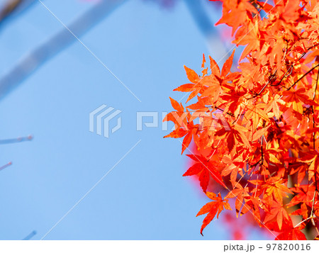 秋の景色　色とりどりの美しい紅葉 97820016
