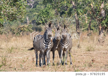 アフリカの荒野に佇む三頭のシマウマ アフリカの荒野に佇む三頭のシマウマ 97820195