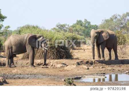 水場に集まる野生のアフリカゾウ 97820198