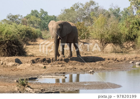 水場に集まる野生のアフリカゾウ 97820199