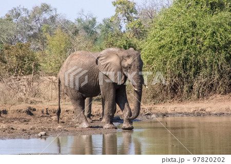 サファリの水場で水を飲む野生のアフリカゾウ サファリの水場で水を飲む野生のアフリカゾウ 97820202