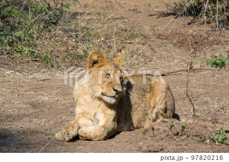 ザンビアのローワー・ザンベジ国立公園でくつろぐ野生のライオン 97820216