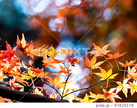 秋の景色 色とりどりの美しい紅葉 秋の景色 色とりどりの美しい紅葉 97820278