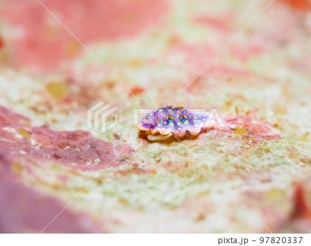 ヨセナミウミウシ 97820337