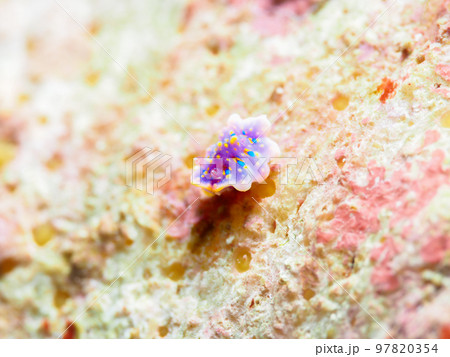 ヨセナミウミウシ 97820354