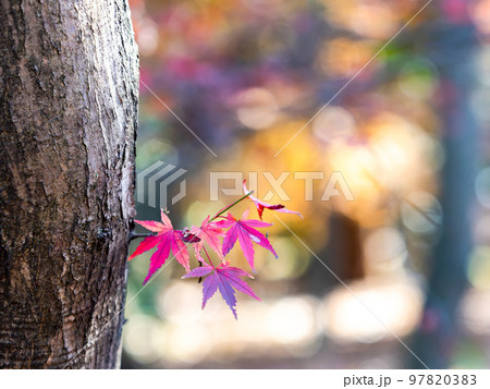 秋の景色　色とりどりの美しい紅葉 97820383