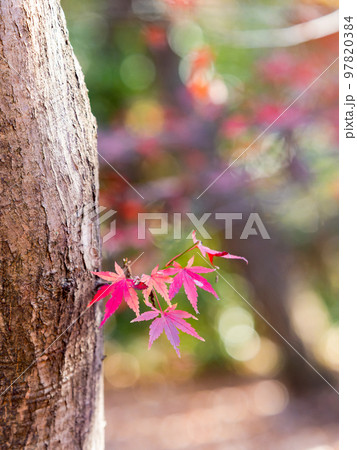 秋の景色　色とりどりの美しい紅葉 97820384