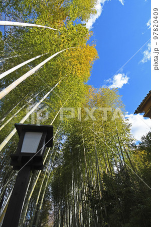 修善寺の竹林の小径 97820409