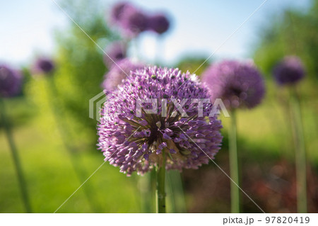 Wild native beauty flower allium echinops thistle with nectar blooming in field Wild native beauty flower allium echinops thistle with nectar blooming in field 97820419