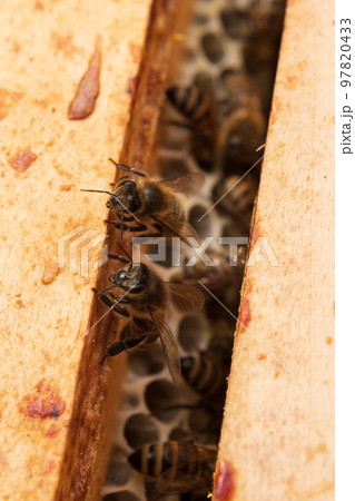 honeycomb from bee hive filled with golden honey honeycomb from bee hive filled with golden honey 97820433