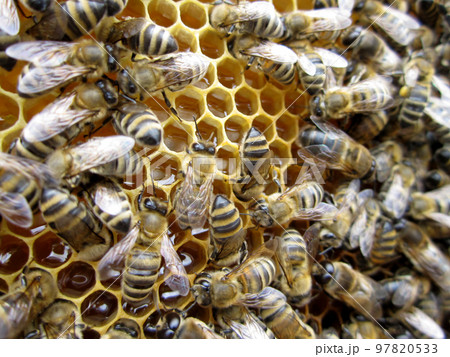 Abstract hexagon structure is honeycomb from bee hive 97820533