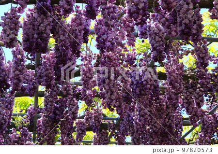 花が丸い玉藤の花 花が丸い玉藤の花 97820573