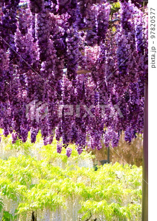 花が丸い玉藤の花 97820577