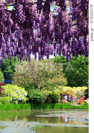 花が丸い玉藤の花 97820578