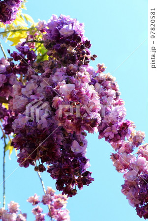 花が丸い玉藤の花 花が丸い玉藤の花 97820581