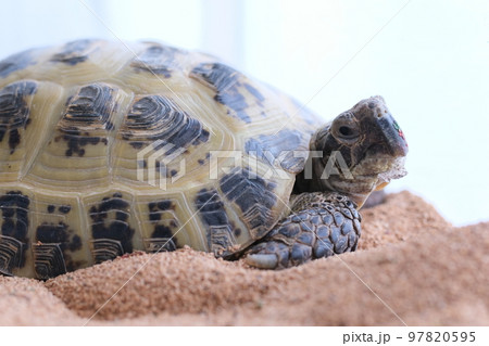 眠たそうなリクガメ（ヨツユビリクガメ）2 97820595