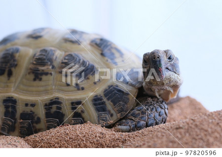 こちらを向くリクガメ（ヨツユビリクガメ） 97820596