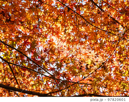秋の景色　色とりどりの美しい紅葉 97820601