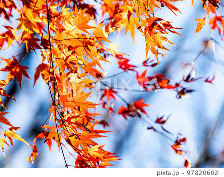 秋の景色　色とりどりの美しい紅葉 97820602