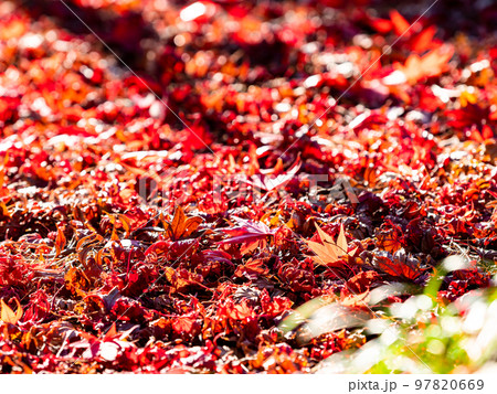 秋の美しい景色　散ってもなお美しい紅葉の絨毯 97820669