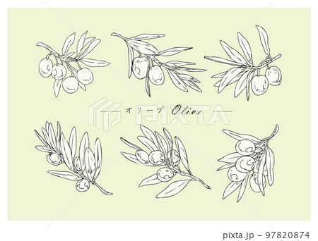 シンプルなオリーブのイラスト シンプルなオリーブのイラスト 97820874