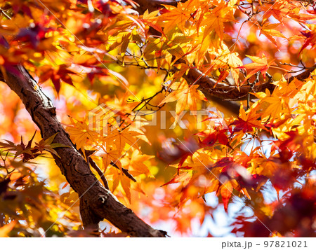 秋の景色　色とりどりの美しい紅葉 97821021
