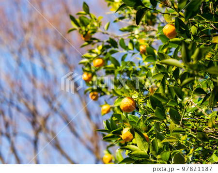 味覚の秋　たわわに実ったタチバナのかわいい実 97821187