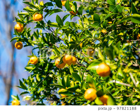 味覚の秋　たわわに実ったタチバナのかわいい実 97821188