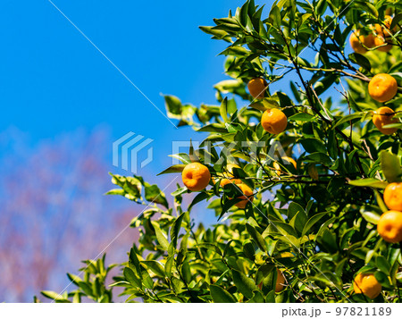 味覚の秋　たわわに実ったタチバナのかわいい実 97821189