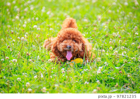 ドッグランで遊ぶトイプードル ドッグランで遊ぶトイプードル 97821235