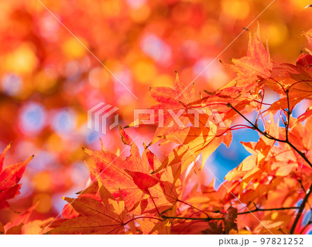 秋の景色 色とりどりの美しい紅葉 秋の景色 色とりどりの美しい紅葉 97821252