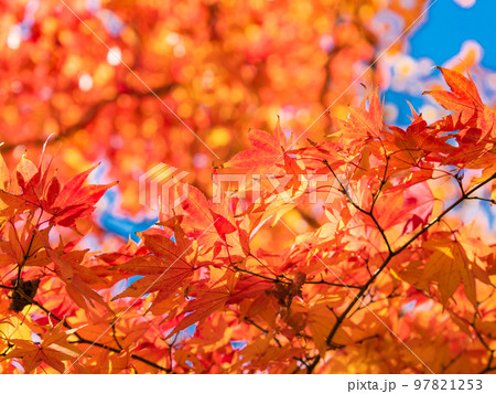 秋の景色　色とりどりの美しい紅葉 97821253