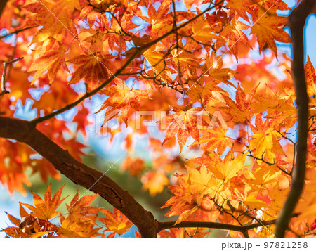 秋の景色　色とりどりの美しい紅葉 97821258