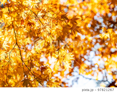 秋の景色　色とりどりの美しい紅葉 97821267