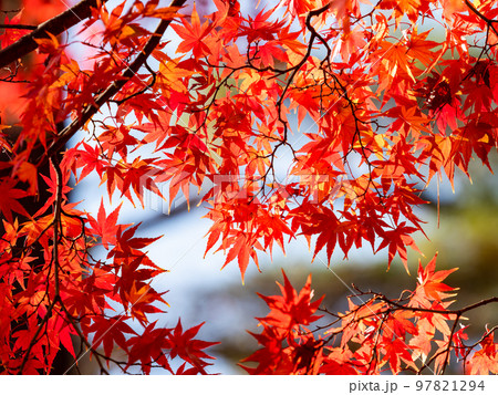 ヘアゴム レジン 紅葉型 マトリカリアと紅葉の艶やか秋景色 ヘアゴム レジン 紅葉型 マトリカリアと紅葉の艶やか秋景色 グリーン系