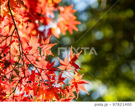 秋の景色　色とりどりの美しい紅葉 97821400