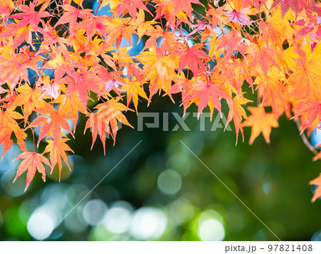 秋の景色　色とりどりの美しい紅葉 97821408