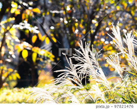 晩秋の陽に輝く美しいススキの花穂 晩秋の陽に輝く美しいススキの花穂 97821476