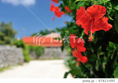 沖縄県竹富島ハイビスカスと白砂の道と街並み 97821495