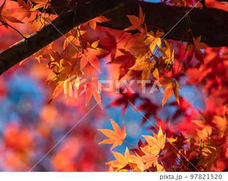 秋の景色　色とりどりの美しい紅葉 97821520