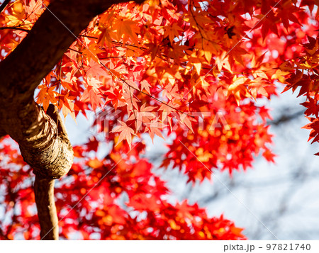 秋の景色　色とりどりの美しい紅葉 97821740