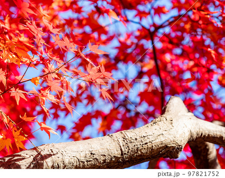 秋の景色　鮮やかな色とりどりの美しい紅葉 97821752