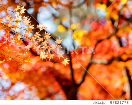 秋の景色 鮮やかな色とりどりの美しい紅葉 秋の景色 鮮やかな色とりどりの美しい紅葉 97821778